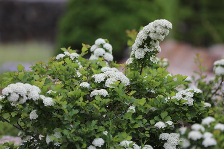 아구장나무_알파인하우스_220512_김정인 (1).JPG